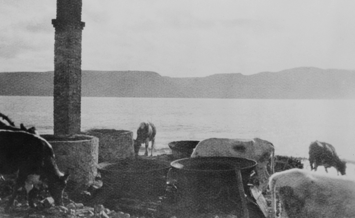Rester av nedbrent trandamperi, tilhørt Golla Fuglevik. Golla eide flere fiskebruk i Syltefjord og Båtsfjord. Hun var selvforsynt med melk og kjøtt. Golla var eier av 2. melkekyr, hest og flere høner.