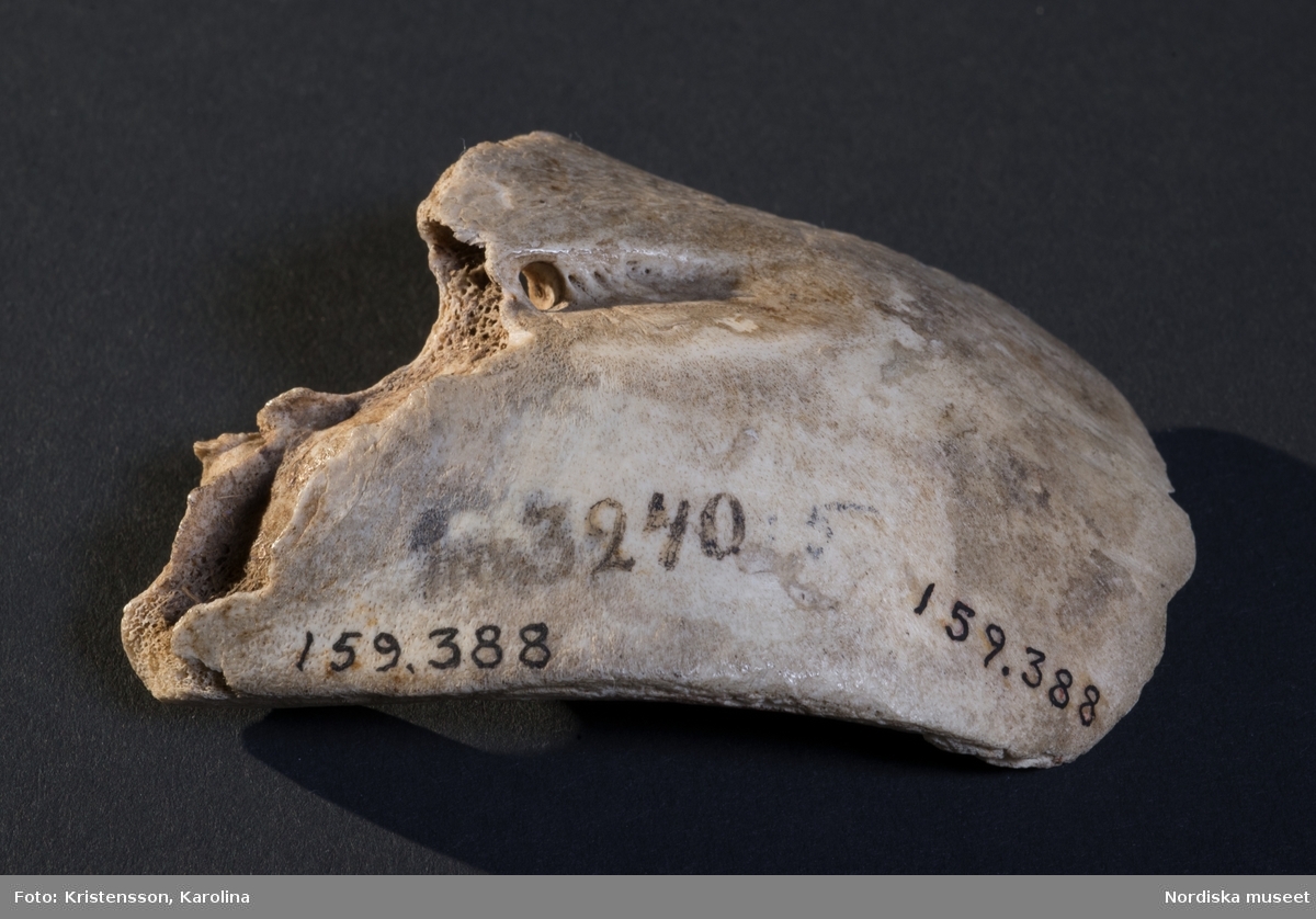 Huvudliggaren;
"Bit av skalle, tillhört kapten Elins trolltyg"
Se även 159.384-159.389

Ett fragment av en skalle som påståtts vara av människoben. Vid en osteologisk undersökning har det dock visat sig vara ben av nötboskap.