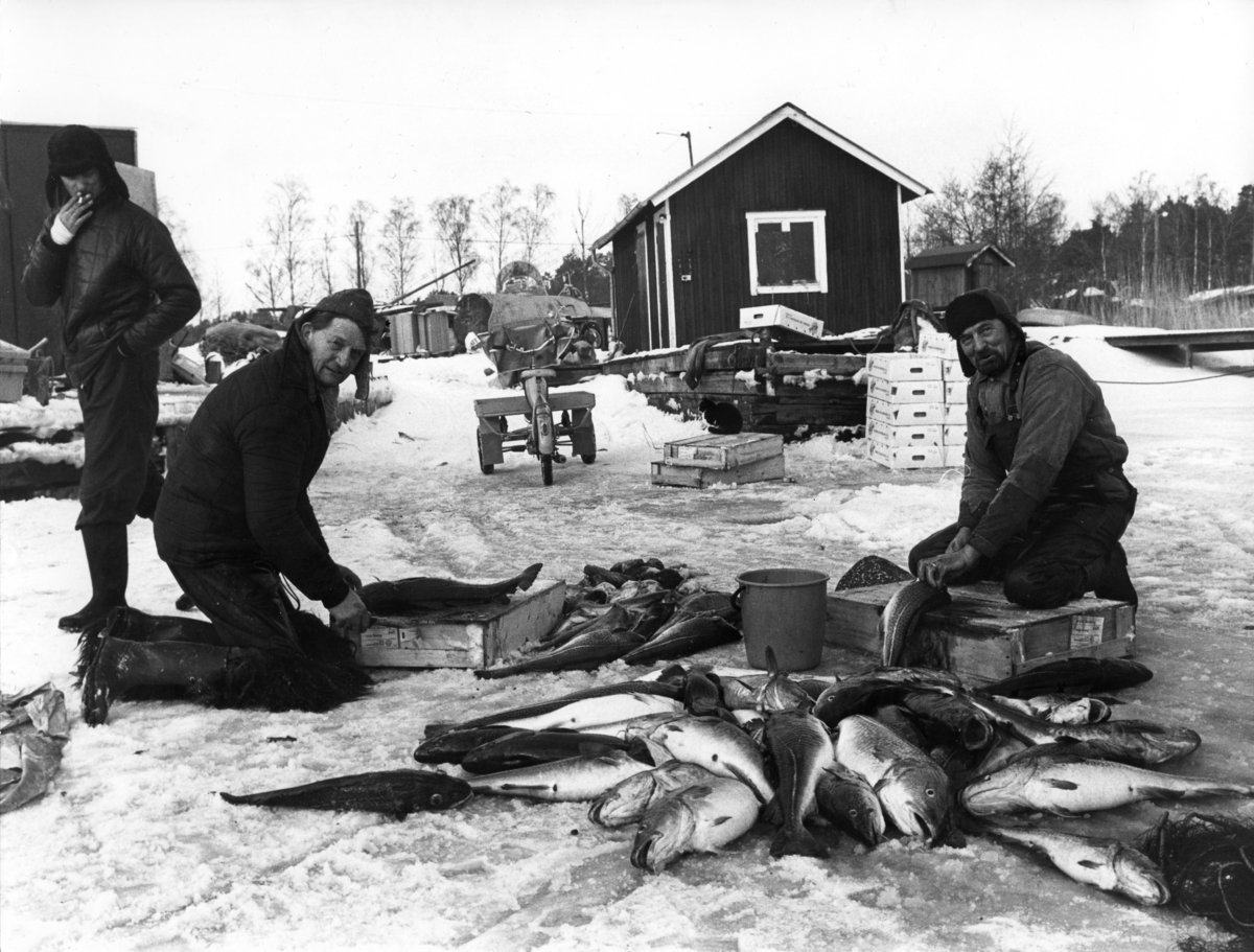 Mopedåkande lantbrevbärare på Möja i Stockholms skärgård, vintern 1976.