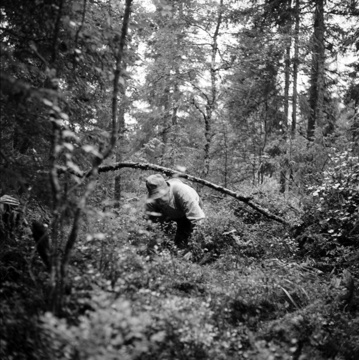 Nitahå-Jussi i skogen