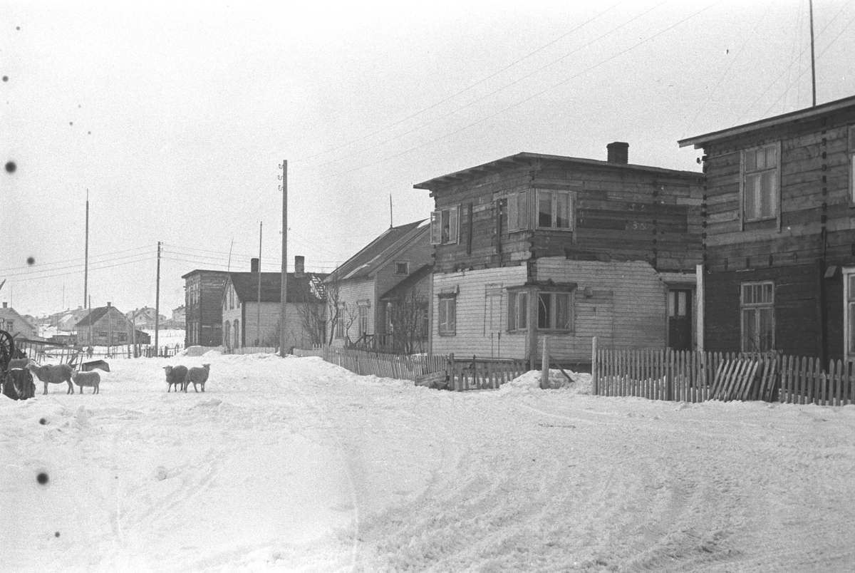 Gjenreisning. Gamle hus i Vadsø. Sau på veien. Påske 1947.