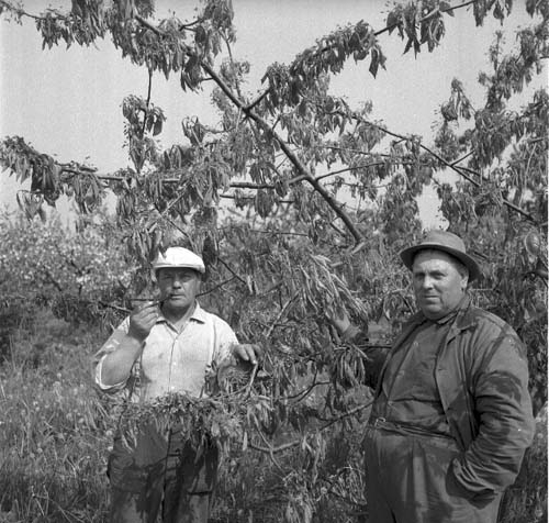 Trädgårdsmästarna John Johansson och August H. Persson år 1962