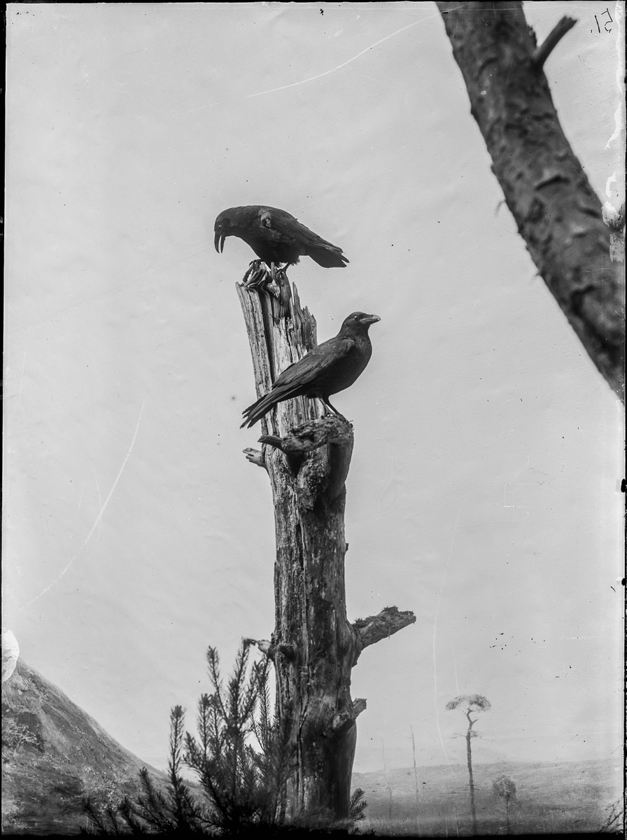 Diorama från Biologiska museets utställning om nordiskt djurliv i havs-, bergs- och skogsmiljö. Fotografi från omkring år 1900.
Biologiska museets utställningar
Korp
Corvus Corax (Linnaeus)
