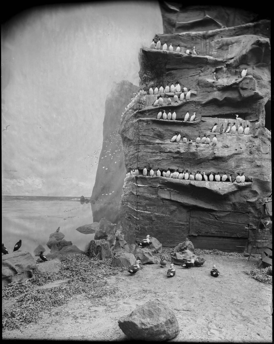 Diorama från Biologiska museets utställning om nordiskt djurliv i havs-, bergs- och skogsmiljö. Fotografi från omkring år 1900.
Biologiska museets utställning
Sillgrissla
Uria Aalge (Pontoppidan)