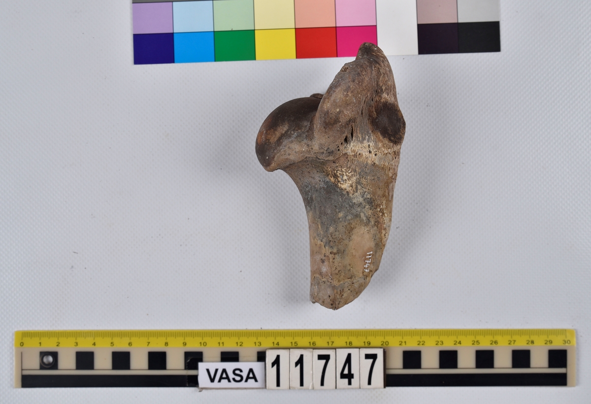 Ben från nötkreatur (Bos taurus).
1 st. övre del av överarmsben (proximal del av humerus).
1 st. höger del av överkäke (maxilla dx).