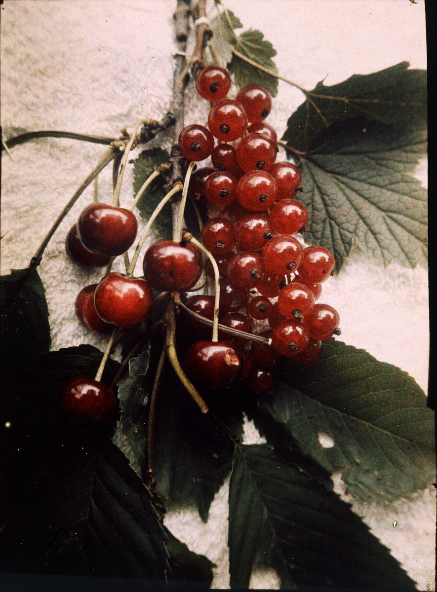 Lumières-autokrom. Stilleben: Körsbär och röda vinbärkrusbär. Arildsläge. Fotograferad i augusti 1912 med f/48, 180 sek. exponering.