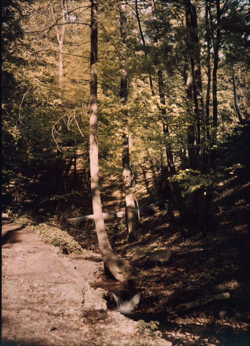 Lumières-autokrom. Skogsbäck i bokskog, Görbersdorf Schlesien. Fotograferad i maj 1910 f/12, 10 sek. exponering.