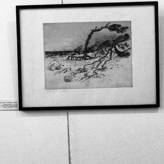 Teckning av Albert Engström. Vindpinad tall på sandstrand. Gotska Sandön. Foto av tavla i Smålands museums samlingar.