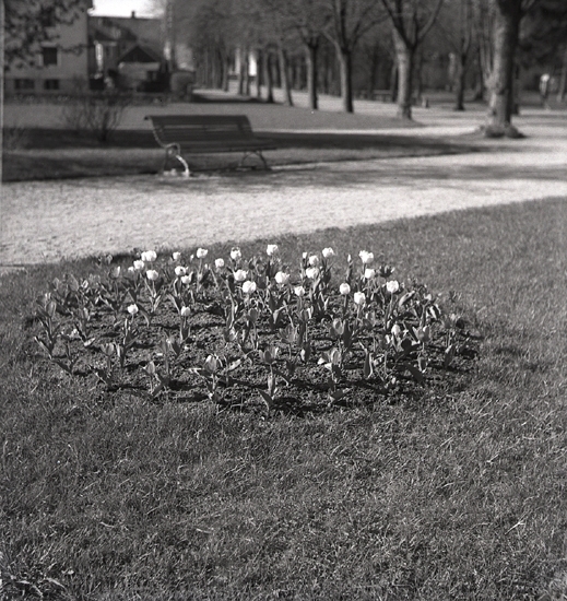 Diverse, 1942. 
Närbild på en tulpanrabatt i Linnéparken.