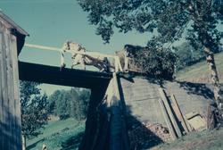 Hest med høyvogn på tur opp en låvebro.