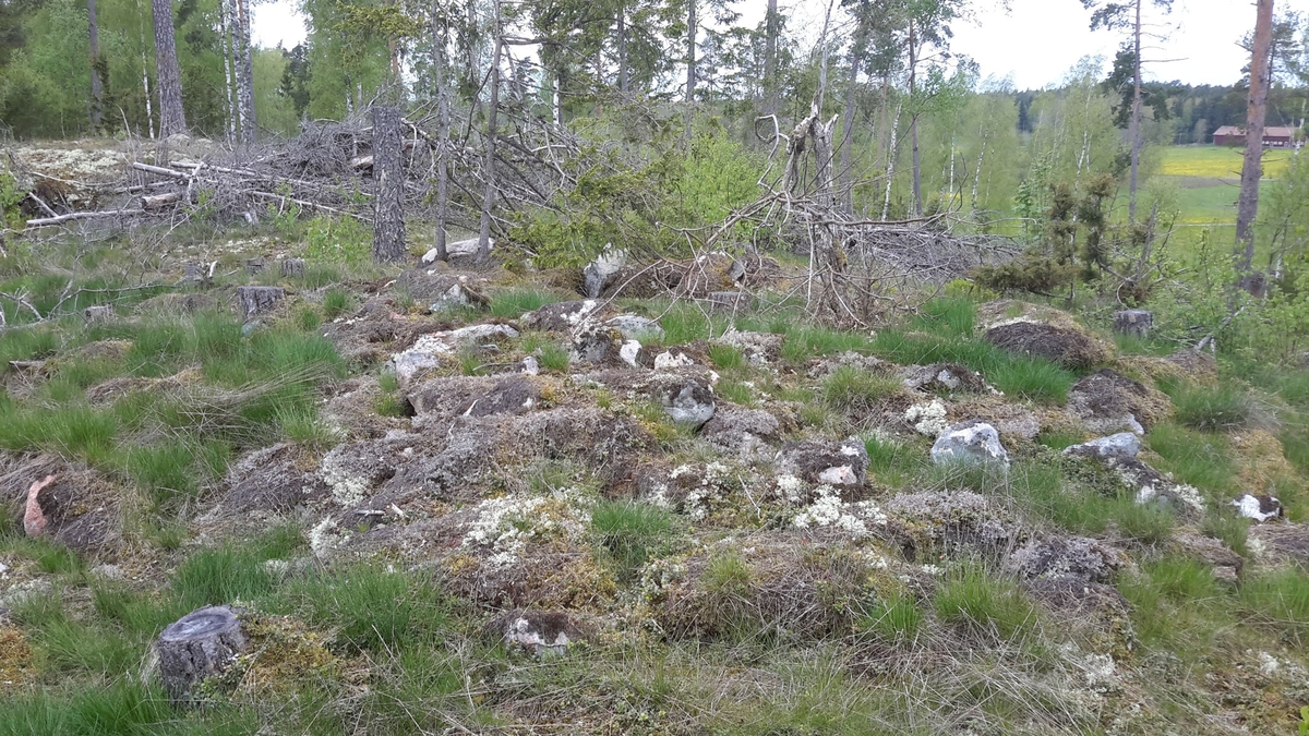 Arkeologisk utredning, Målsta, stensättning Raä 99, Husby-Långhundra socken, Uppland 2015