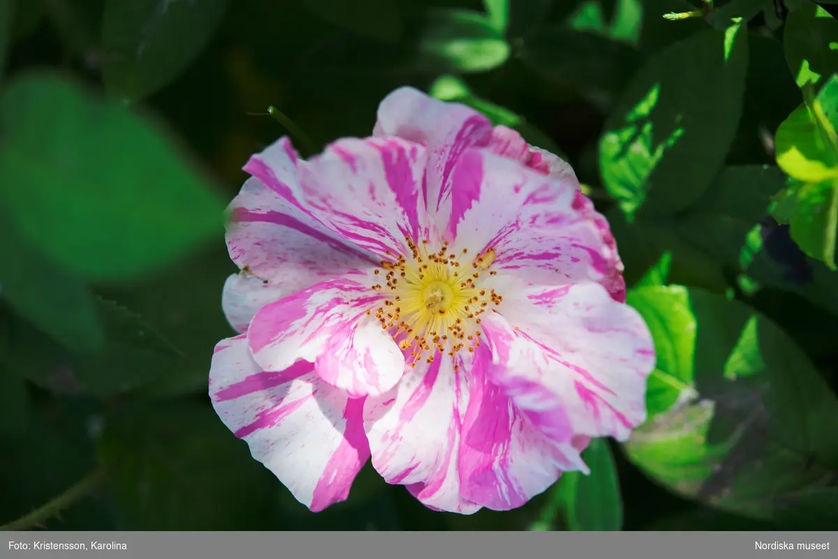 Svindersvik, Svindersviksrosen och andra blommor i trädgården, syren, förgätmigej, tusensköna, äppelblom