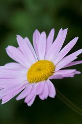 Urter i urtehagen til Norsk Farmasihistorisk Museum