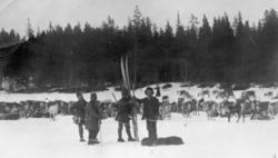 Almetjedåehkie jih bovtse/ gruppe og rein, mann, åarjelsaemi