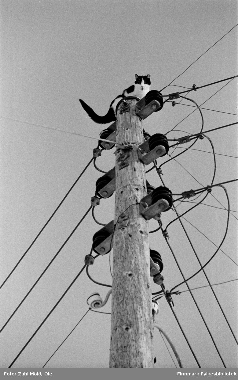 Vadsø, 1970. Redning av katt i en lavspent kraftlinje. Fotografert av Ole Zahl Mölö.