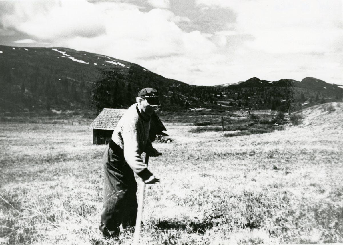 Gunvald Hagene tar åsslåtten i Bjødalen på slutten av 1970-åra.