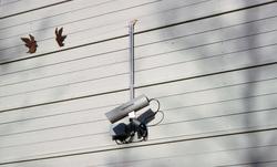 Fengselsfugler (2 duer) [Skulptur]