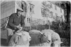 1.premiesau 1960 fra Hermstad, Stadsbygd