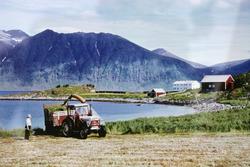 Traktor med fôrhøster på Elgsnes.