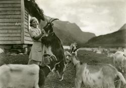 4 prospektkort av ulike husdyr.