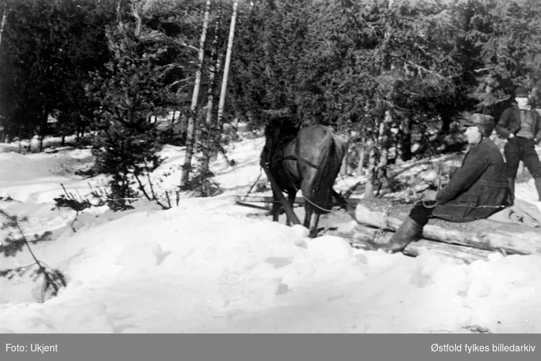 Tømmerkipping i Rømskog 1942. Ukjent person.