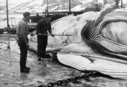 Foto fra Grytviken i Sør-Georgia, og fra en norsk hvalstasjo