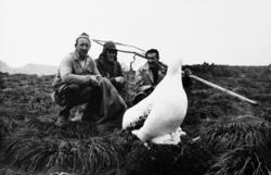 Foto fra Grytviken i Sør-Georgia, og fra en norsk hvalstasjo