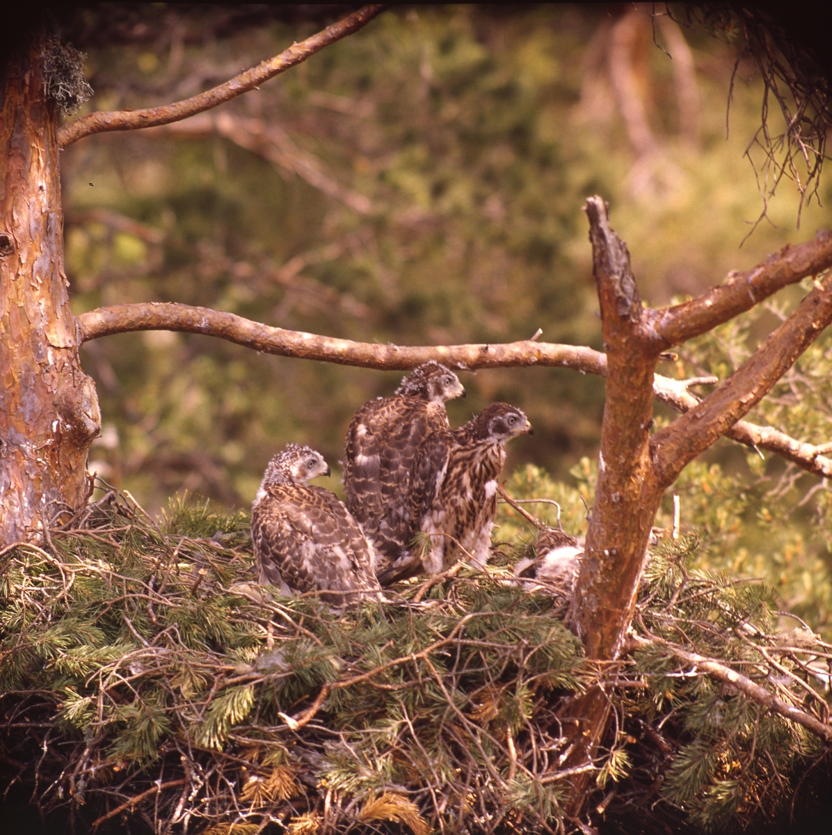 Tre unga rovfåglar sitter på ett bo av kvistar uppe i en tall och spanar.
