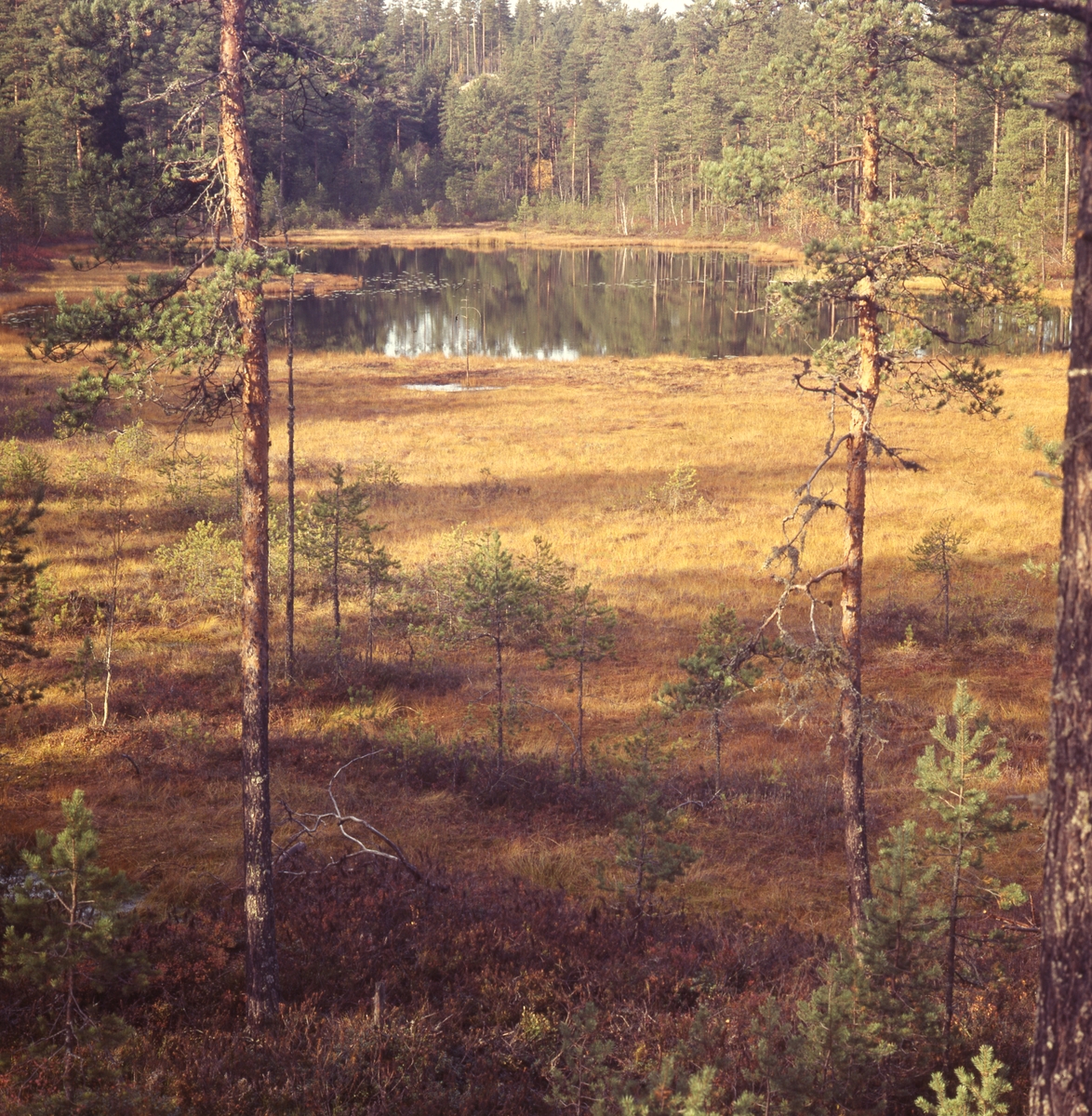 Höst vid skogstjärnen i Östra Höle, Rengsjö.