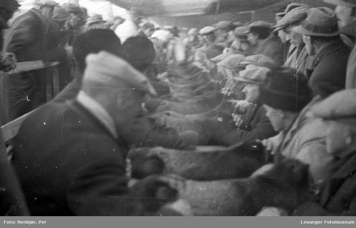 Fra utstillingen om høsten under byjubileet i 1936, pelsdyrutstilling.