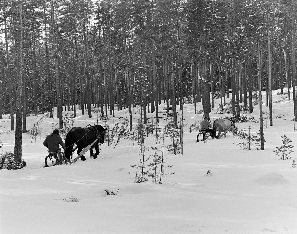 Tømmerkjøring, med hest, "Trollheimen" i Løten Almenning, hestekar Paul Nordvold. Skogsarbeid, tømmerhogst, hesteredskap, bukk og geit.