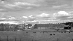 Borregård hovedgård i Sarpsborg, 1931.
Kyr på beite.