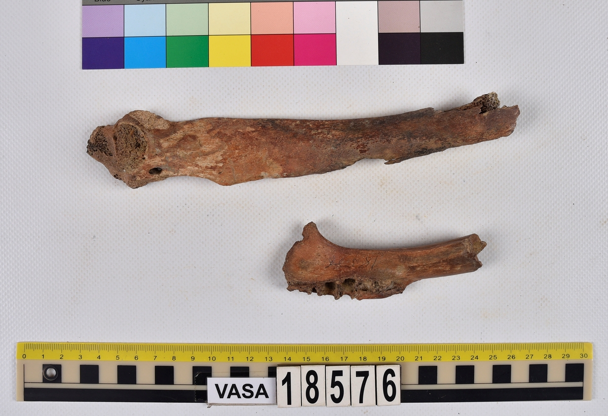 Ben från nötkreatur (Bos taurus).
1 st. del av bröstkota (vertebrae thoracale).
1 st. fragment av underkäke (mandibula).
