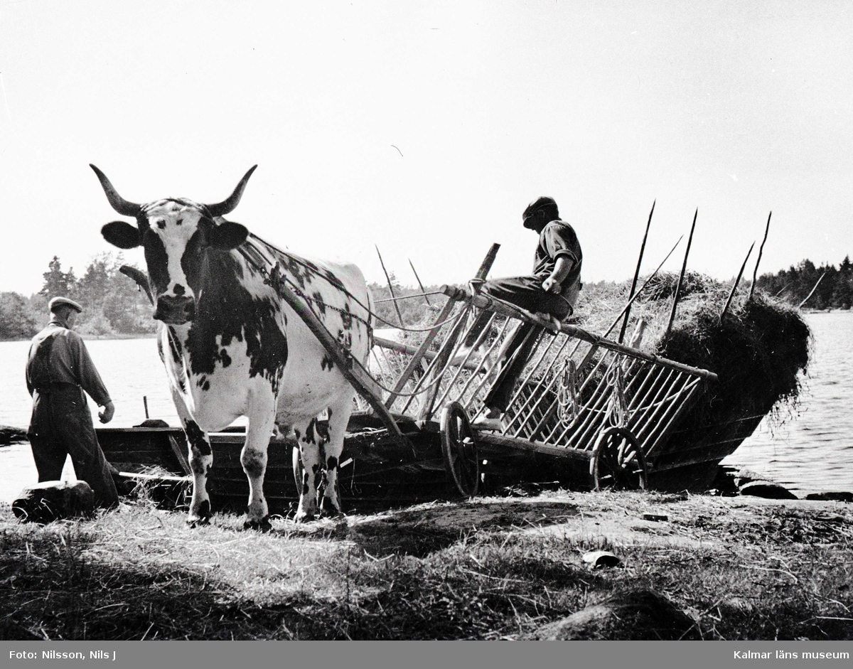 Omlastning. Höet, som forslats hem från slåttermarker på öar, lossas från en pråm och lastas på en oxvagn.