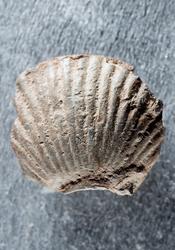 Pilegrimsskjellet fra Ås i Idd er av bly. Det er 2 cm bredt,