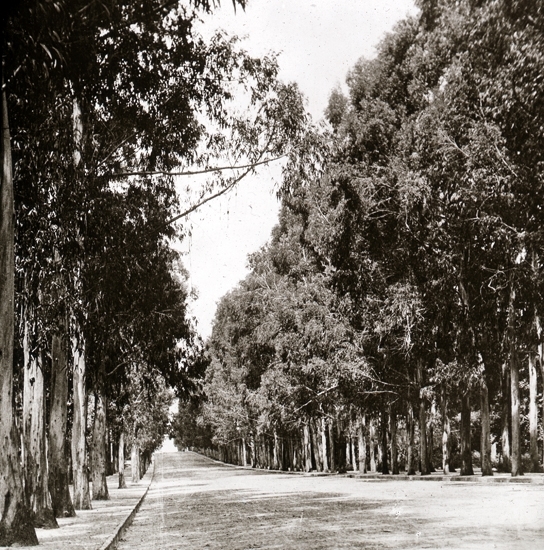 Verlag Dr. Franz Stoedtner, Berlin NW7.

Eucalyptusträd i La Plata, Argentina.