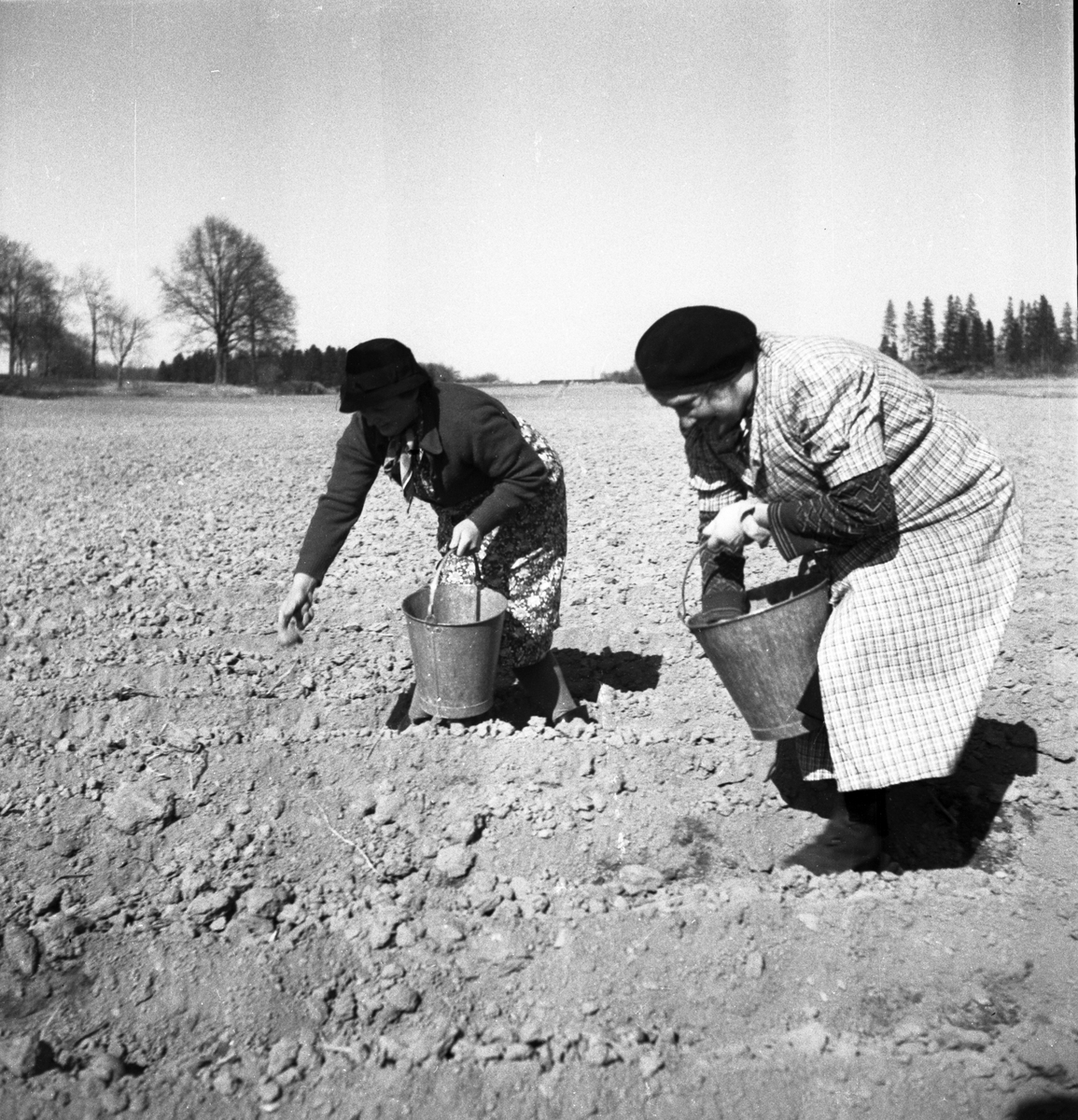 Potatissättning.
Våren 1940