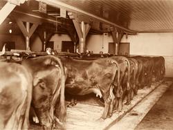 ulleberg. Bilde fra Marie Knudtzon (1879-1966) sin fotosamli