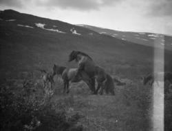 Sikkilsdalen, hingst og hoppe i parring