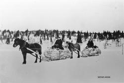 Hester, sleder, menn, mosekjøring, naturforhold.