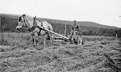 Høyonn, hest, slåmaskin, person, naturforhold.