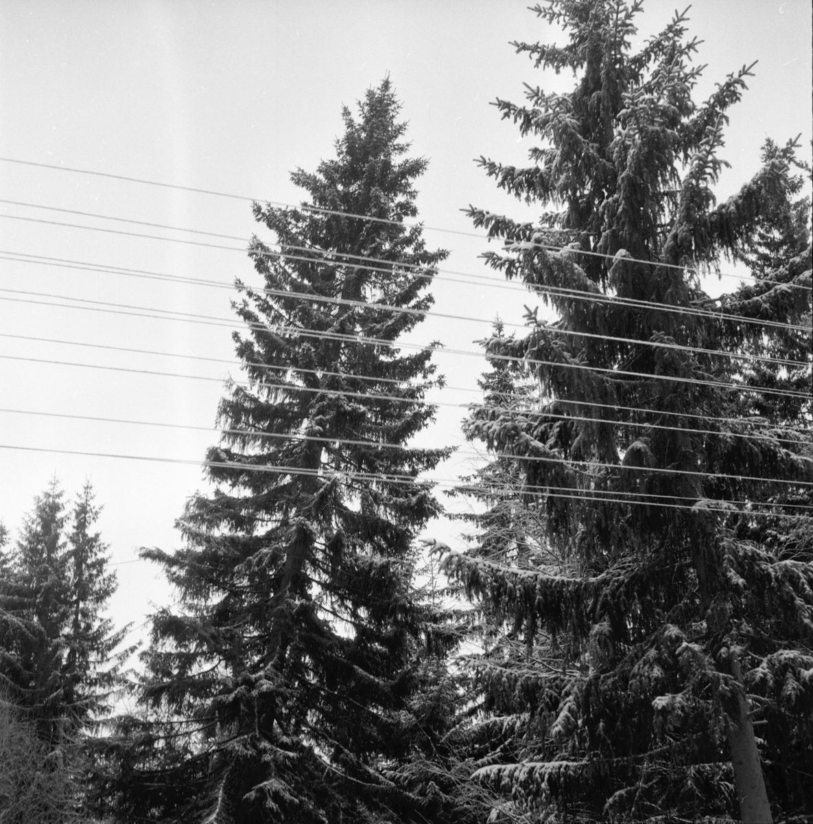 Julgranen från Nianfors.
8/12 1958