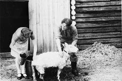 Lauging av sau. Personer:f. v. Marie Jonhaugen. Hjalmar Holt