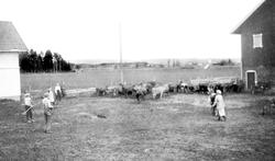 Kusplipp på gården Søtland i Trøgstad ca. 1920.