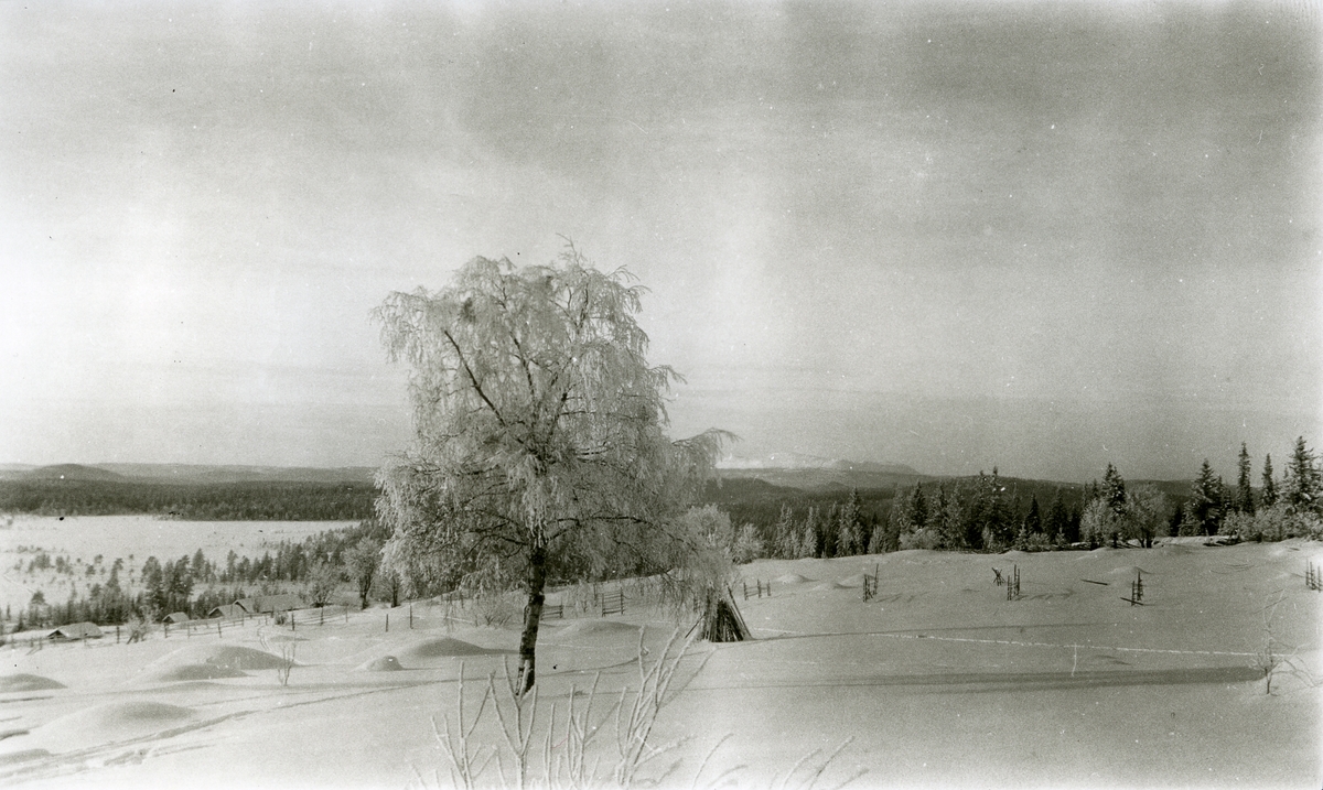 Galåsen; Utsikt fra Petters (Gnr. 5 bnr. 13). Vinter og snø. Stor bjørk i forgrunnen. Fjell og berg skimtes i bakgrunnen.