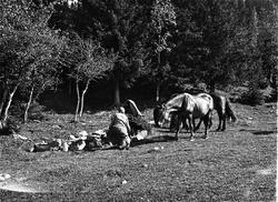 Bærtur og kafferast med hestebesøk. Personen er Karine Røisl
