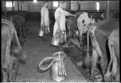 Fra fjøset på gården Slagsvold, Ø.Toten. Seks bilder. På bil