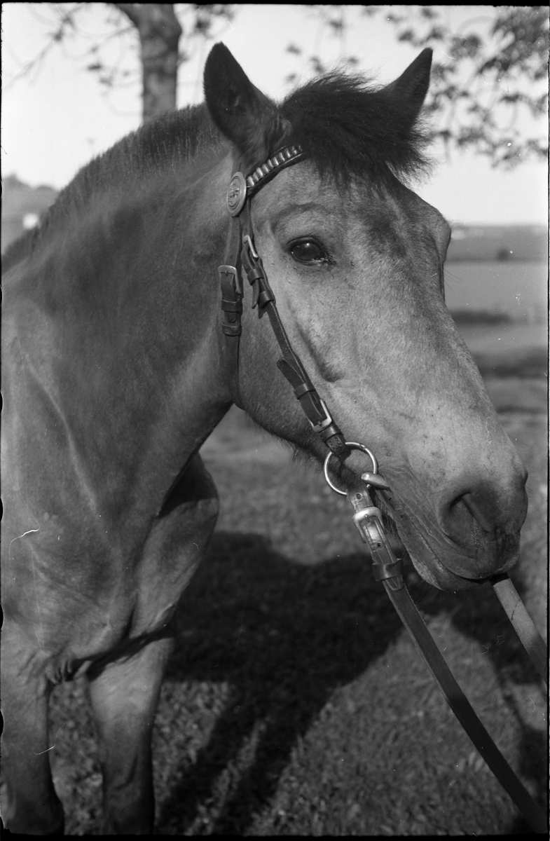 Hest på gården Burul på Kraby, Østre Toten. Serie på fem bilder. På bilde nr. 5 er også en uidentifisert mannsperson.
