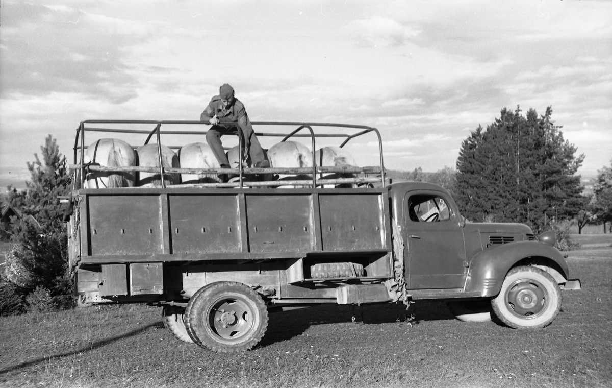 Transport av hest med lastebil ved Hærens Hesteskole på Starum, september/oktober 1948. Serie på 17 bilder. På bilde nr. 4 står fra venstre: Kaptein Sverre Norli, trolig major Bjart Ording (plasskomandant), og sersjant Ottar Markeng.