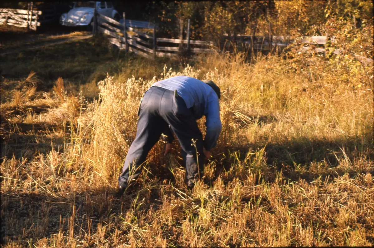 Foto fra "Skålonna", kornband settes opp på rå.